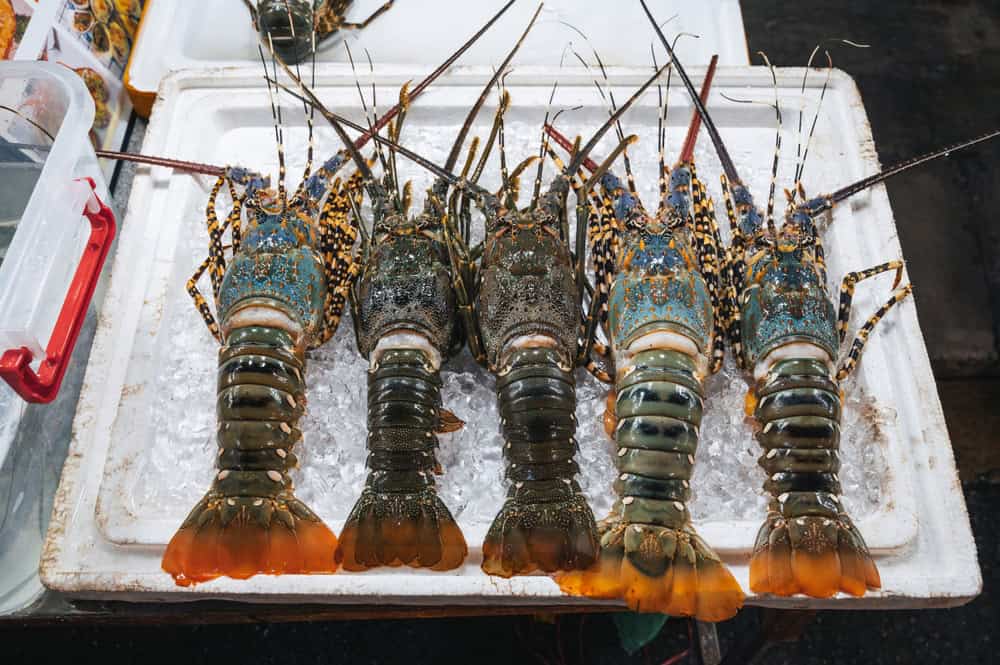 shutterstock_2619821107