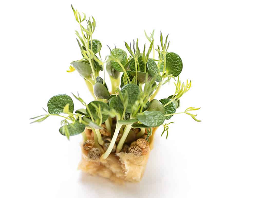 Lupine Cress, Koppert Cress