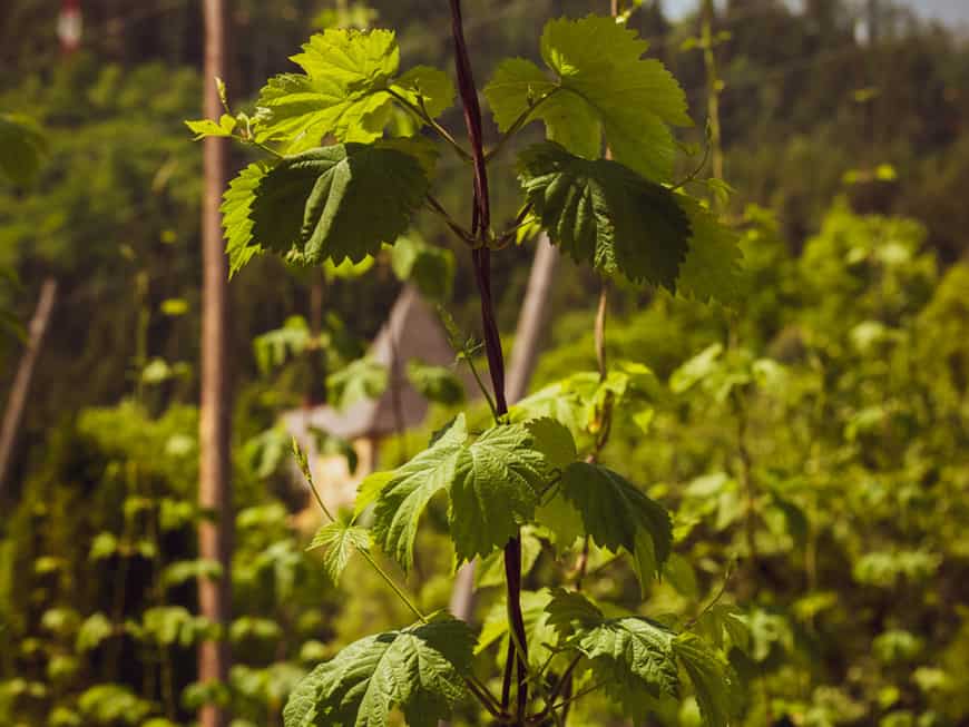 Thalheim-Bier-Hopfen-Grün-Mateschitz