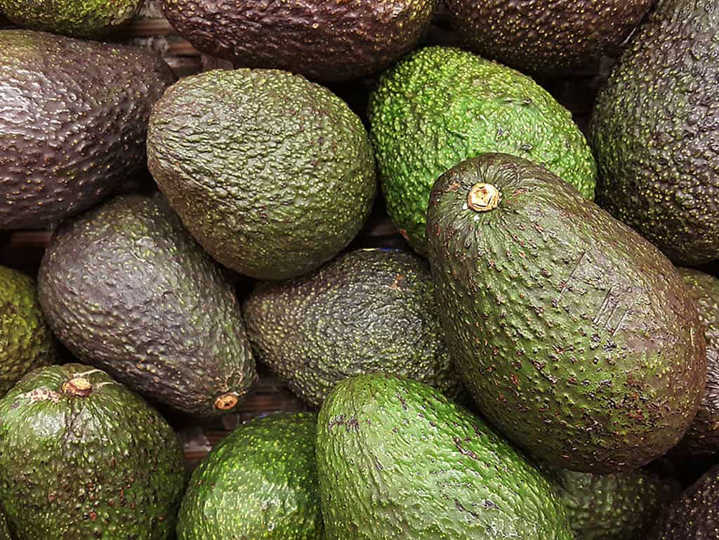csm_Avocados-Header_22fa24d6e4