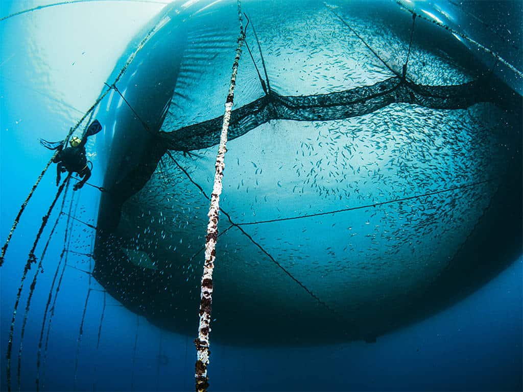 csm_rp238_aquakulturen_header4_34dcc3a29a