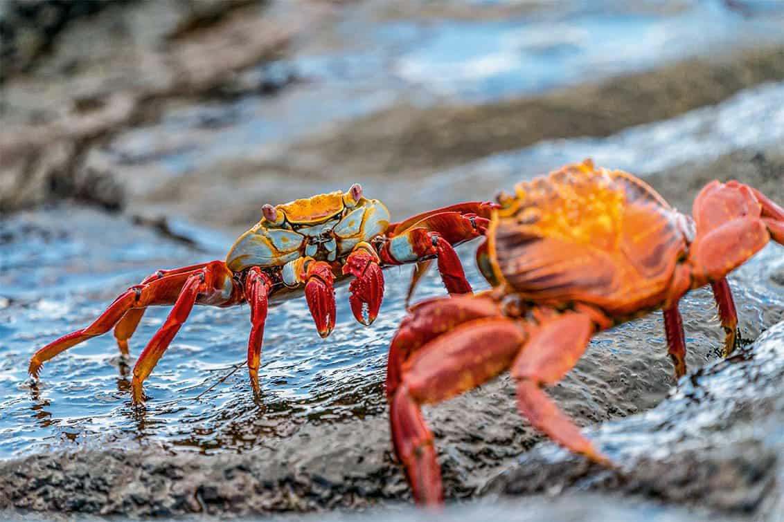 RP243-fb-crabs-aufmacher-1132x755