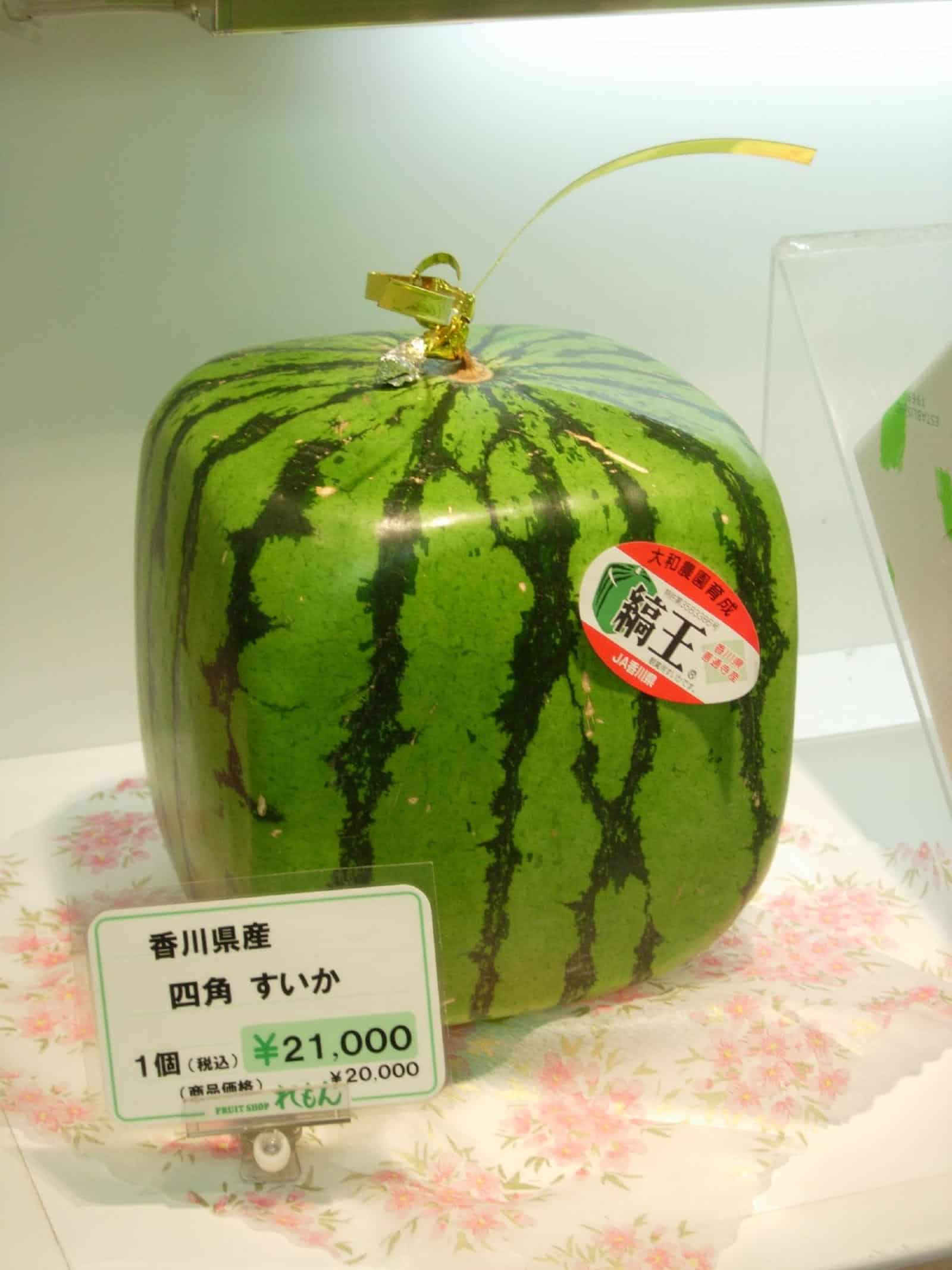Japan-teuerste-Wassermelone-quadratisch-rechteckig