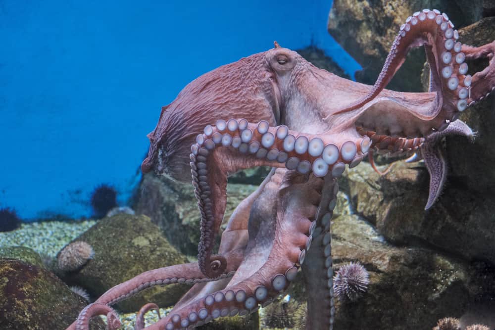 shutterstock_1977595856_octopus
