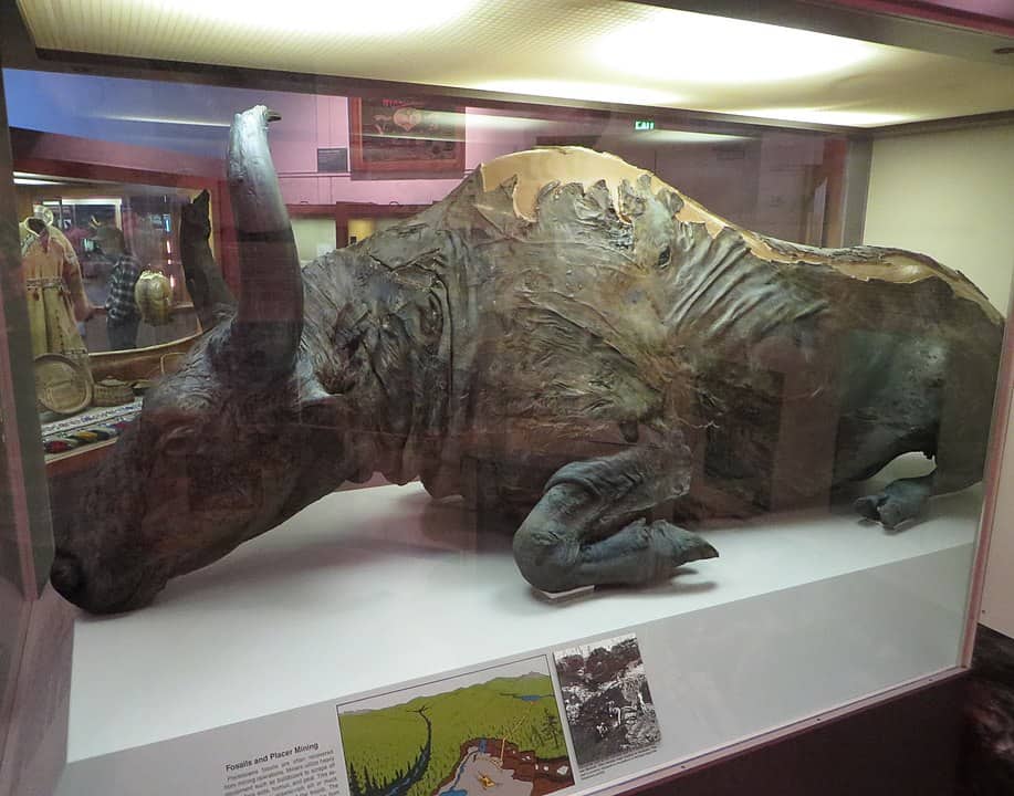 917px-Steppe_bison_mummy