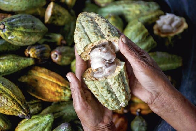 farmer hand holding opened raw fresh cacao  pod with white seeds
