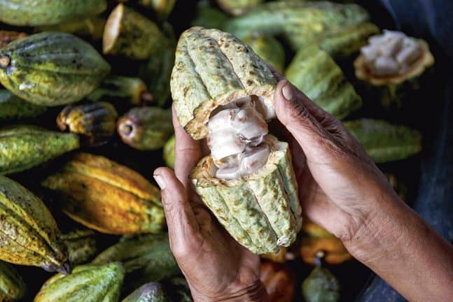 farmer hand holding opened raw fresh cacao pod with white seeds