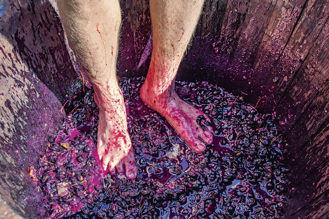 Stomping grapes - man's feet with hairy legs in wooden barrel with smushed up grapes