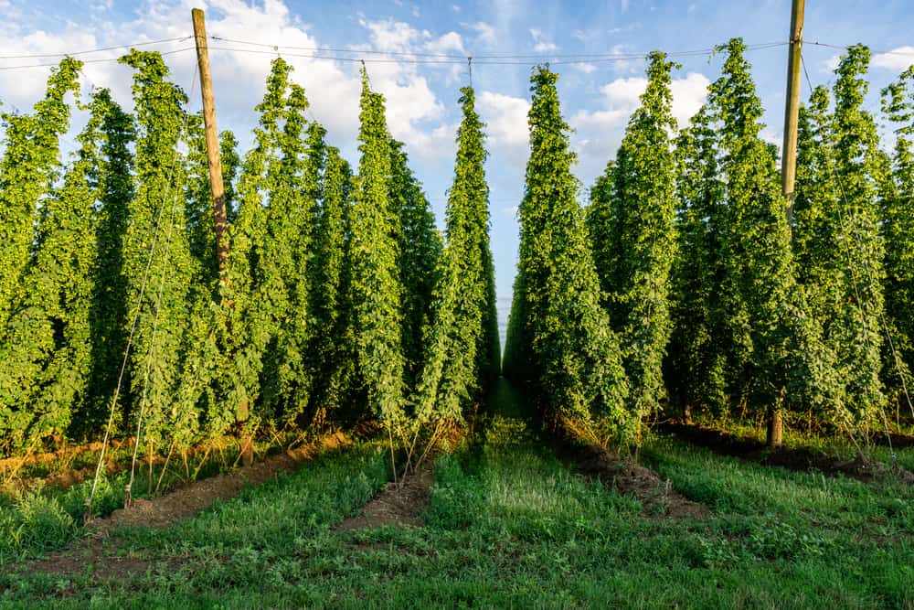 shutterstock_1684987744_hopfen-feld