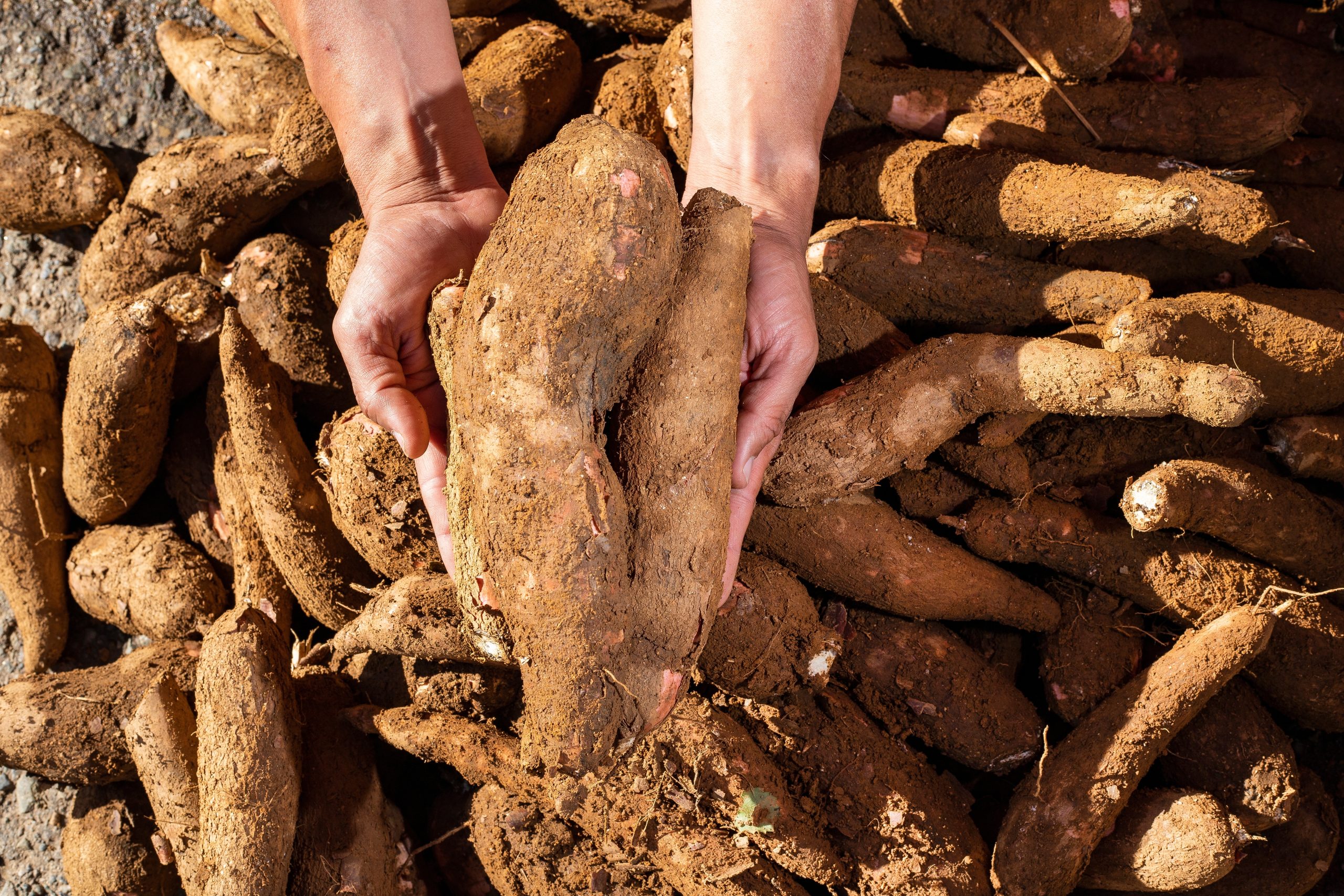 shutterstock_2229900387-scaled