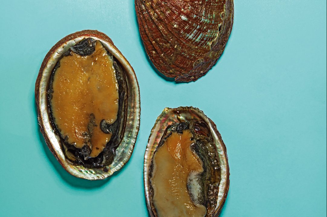 abalone-julia-losbichler-e1741006959292