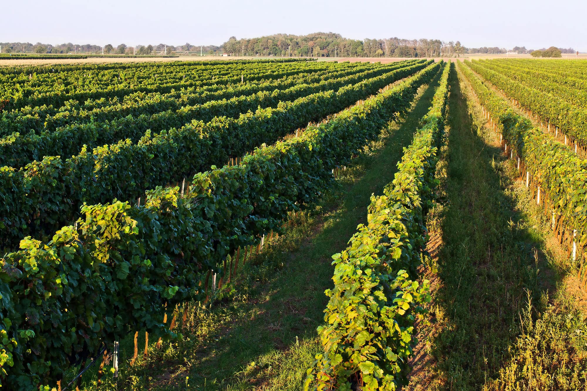 BioWeingut-Heideboden_Reben_cBernd_Weiss