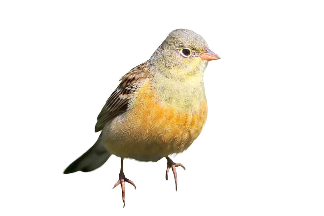 rp289-fb-max-stiegl-3