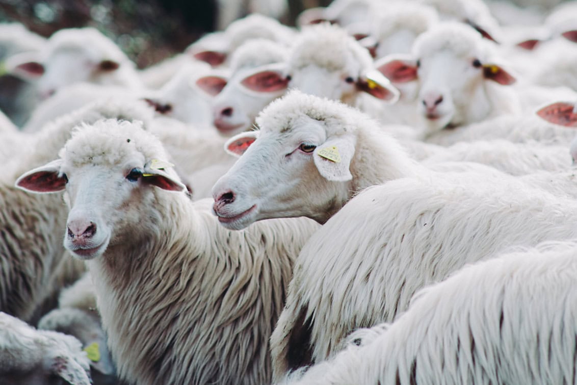 rp291-pr-pecorino-romano-1