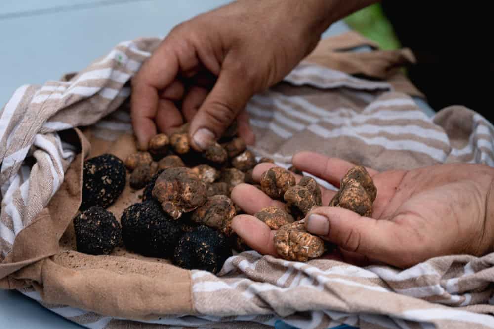 shutterstock_2424610813