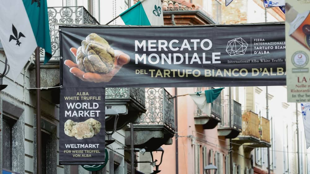 shutterstock_2537014521