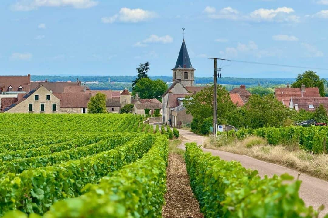 Weinanbau in Burgund