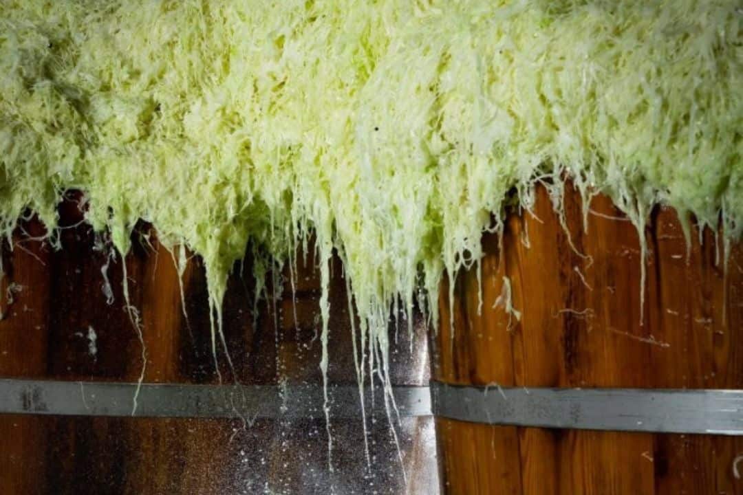 sauerkraut-moestl-in-text