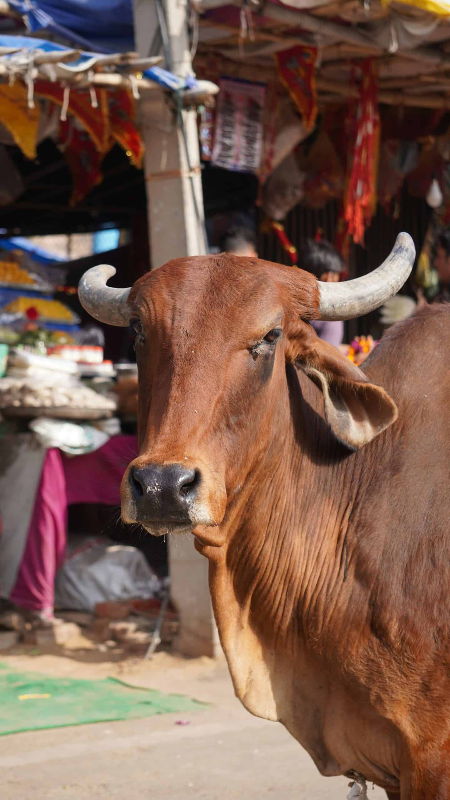 In weiten Teilen Indiens würde ein Rind niemals auf dem Teller landen | Foto: Unsplash